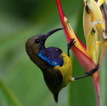 olive backed sunbird male